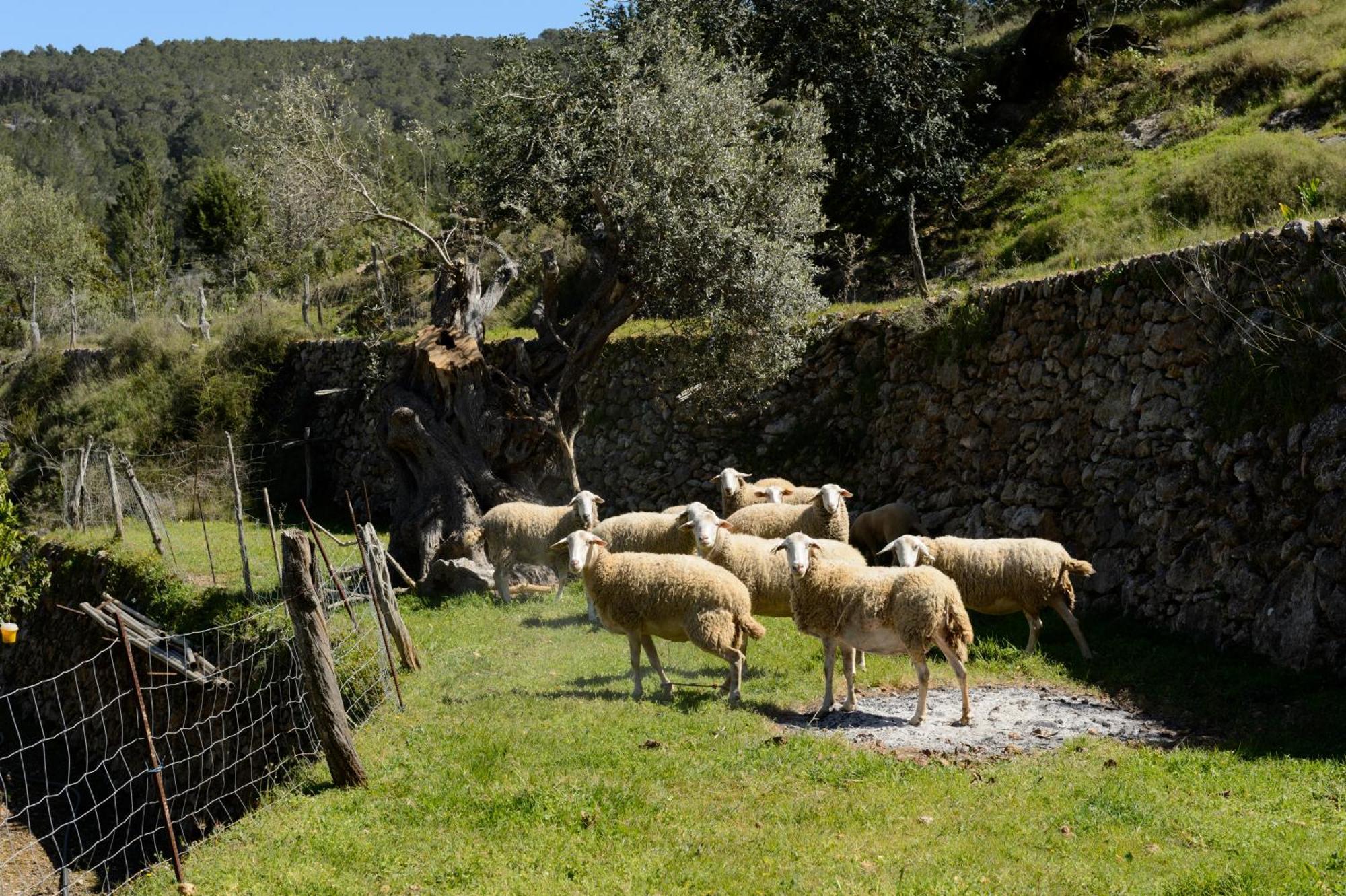 Valley Club Ibiza - Boutique Agroturismo Sant Joan De Labritja Dış mekan fotoğraf